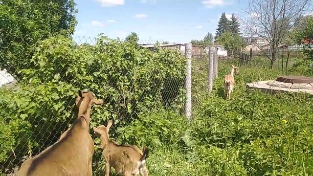 Как продавать козье молоко парное и заморозку // С.Х.У смотреть онлайн