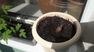 Как правильно выращивать дуб из желудя