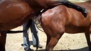 Спаривание коней 2010