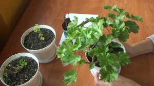 Когда обрезать пеларгонии. Осенняя обрезка пеларгоний. Кардинальная обрезка пеларгоний.