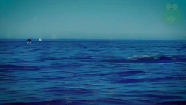 Морской дьявол, обитатели глубин, скат манта, манта смотреть онлайн