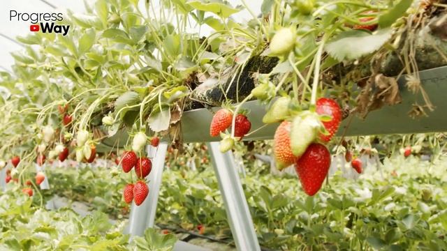 Полейте клубнику в сентябре этим и в след году клубника завалит вас урожаем!
