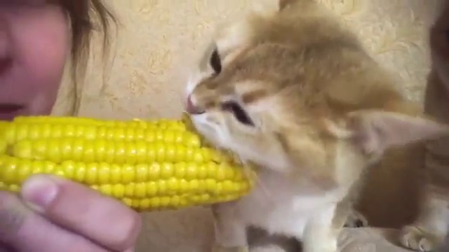 Кот ест кукурузу смотреть онлайн