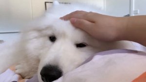 Самоед - всё о породе собаки