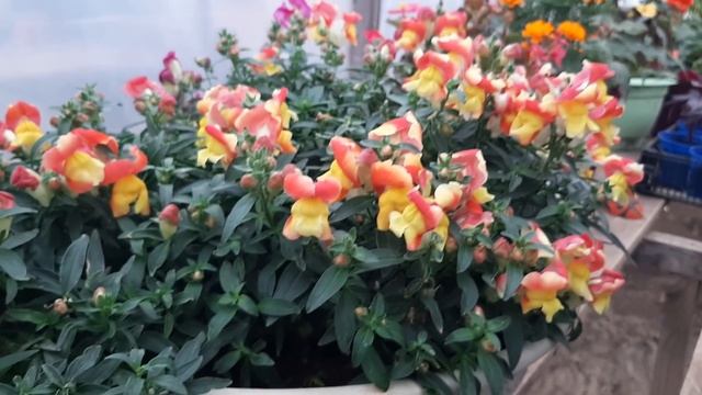 Красивый Львиный Зев Каждый Год выращиваю Этот Сорт♥️из семян смотреть онлайн