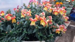 Красивый Львиный Зев Каждый Год выращиваю Этот Сорт♥️из семян