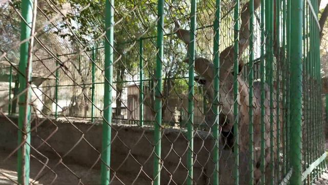 Welcome to Tashkent Zoo Tour🦊🐰🐱🐒🐸🦓🦒🦃🦔🐀🐇🐦🐧🐢🦚🦖🐛🐞 with Mar&Mar Bros💙💙 смотреть онлайн