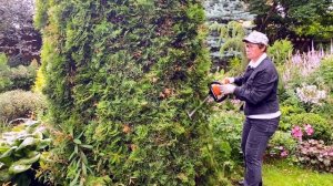 ТУИ | Уменьшаем высоту | Летняя формирующая обрезка