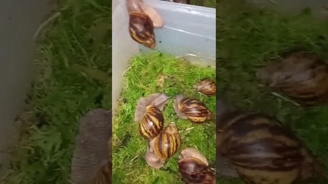 Тигры Дарк Розы#ахатины #улитка #ахатина #домашниеживотные #сухопутныеулитки#кладка