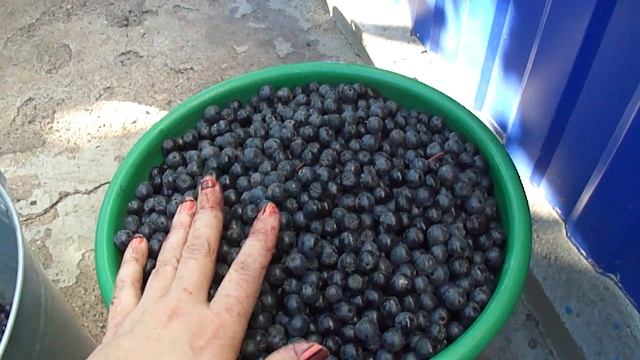 Урожай черноплодной рябины! Harvest Aronia!Vintage chokeberry! смотреть онлайн