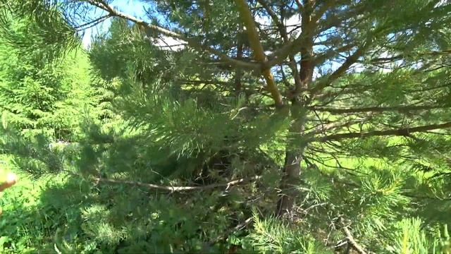 Поход в лес. Фиалки, люпины, любка двулистная, привал.19 июня 2022. (2/2) смотреть онлайн