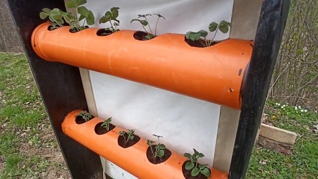 Вертикальна грядка для полуниці з ПВХ труби смотреть онлайн