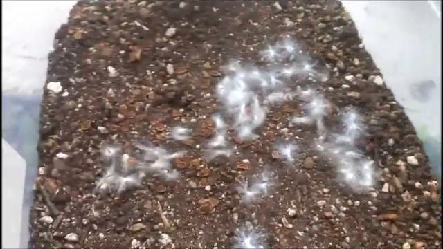 SIEMBRA DE SEMILLAS ORBEA VARIEGATA смотреть онлайн