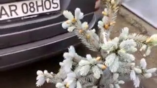 Picea Pungens Hoopsii смотреть онлайн