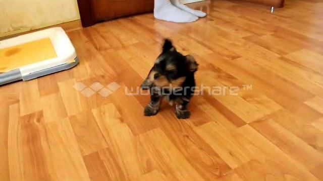 Заводчик Егорова Анжелика смотреть онлайн