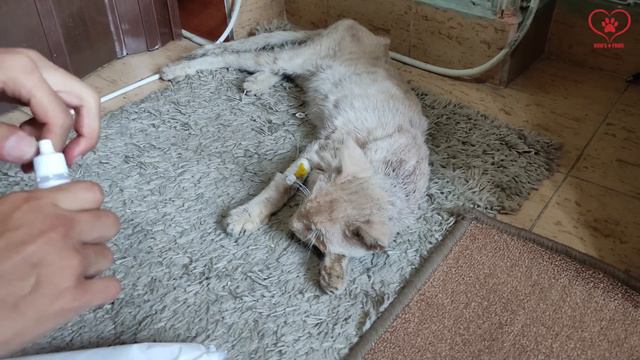 Miserable street cat has 11 diseases (Rescue cat before & after) смотреть онлайн