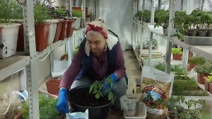 Корни томатов вас шокируют! Делаем перевалку правильно!