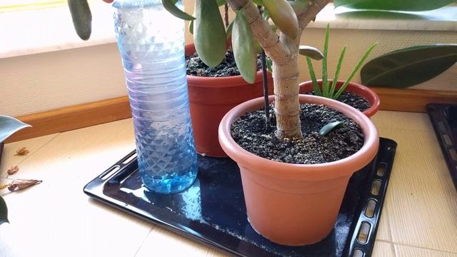 self Watering system for plants DIY смотреть онлайн