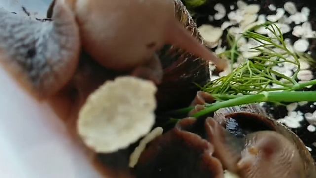 доброе утро! улитки завтракают