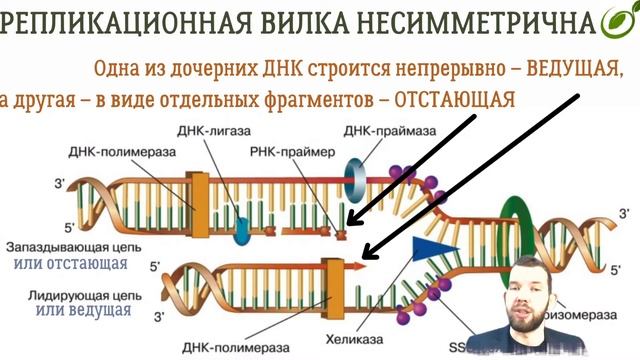Л.26 | МАТРИЧНЫЙ СИНТЕЗ ДНК | ОБЩАЯ БИОЛОГИЯ ЕГЭ смотреть онлайн