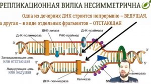 Л.26 | МАТРИЧНЫЙ СИНТЕЗ ДНК | ОБЩАЯ БИОЛОГИЯ ЕГЭ
