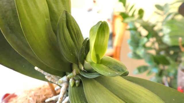 Что же с моими орхидеями? Две Кракозябры! Мутация орхидей. Методы воздействия, для помощи растениям смотреть онлайн