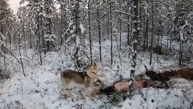 Волки!!! смотреть онлайн