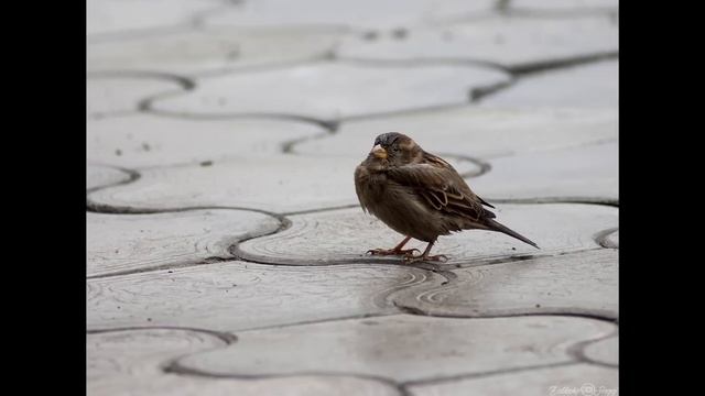 История Сергея Заблоцкого о переходе на полный кадр и обратно... смотреть онлайн