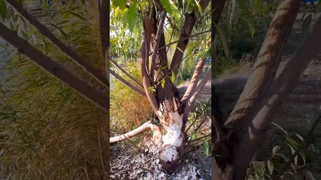 Вы видели как Бобры готовятся к зиме? #shorts смотреть онлайн