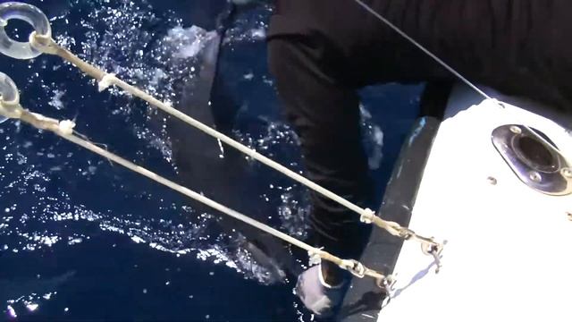 How to Release Marlin: Explained in 1 Minute смотреть онлайн