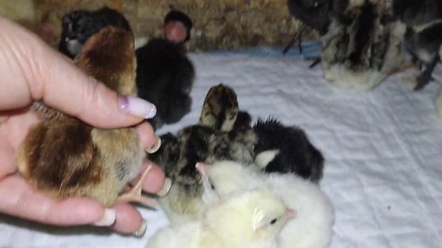 индюшата #цыплята#первая инкубация в 2023 году. смотреть онлайн