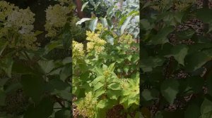 Супер сорт метельчатой гортензий Мохито. Моя новая любовь.13.07.2023г.