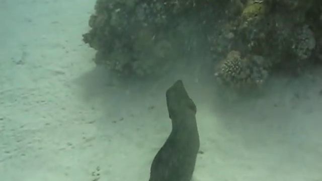 Нападение мурены смотреть онлайн