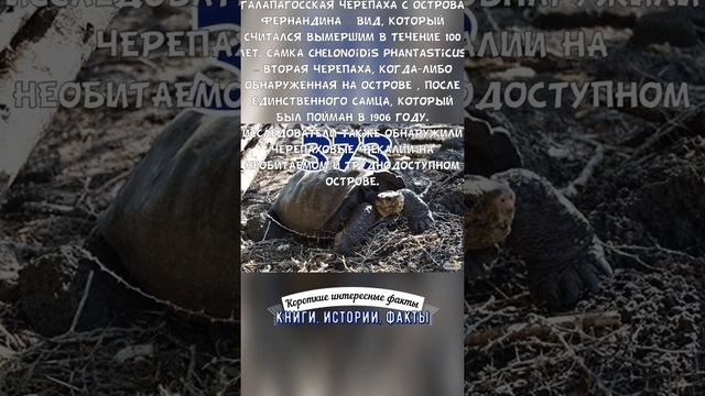 «ВЫМЕРШАЯ» ГАЛАПАГОССКАЯ ЧЕРЕПАХА НАЙДЕНА ЖИВОЙ⁠⁠ — КОРОТКИЕ ИНТЕРЕСНЫЕ ФАКТЫ #373 смотреть онлайн
