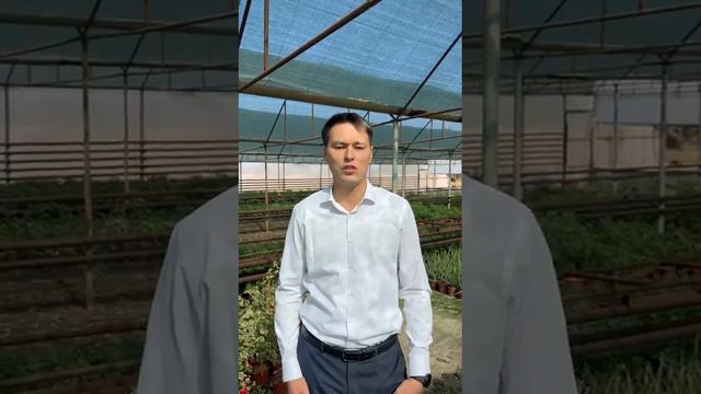 Вместо огурцов и баклажанов растут фикусы, молочай и агава смотреть онлайн
