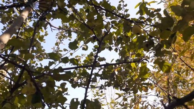 Лапка для сбора яблок. смотреть онлайн