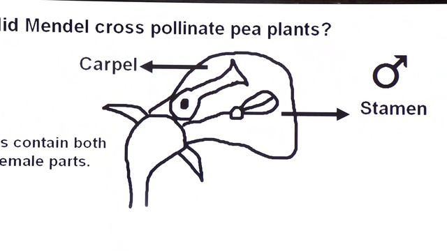 Inter / Chapter 8 / Variation and Genetics / Part 3 / Gregor Mendel / Biography / His Work смотреть онлайн