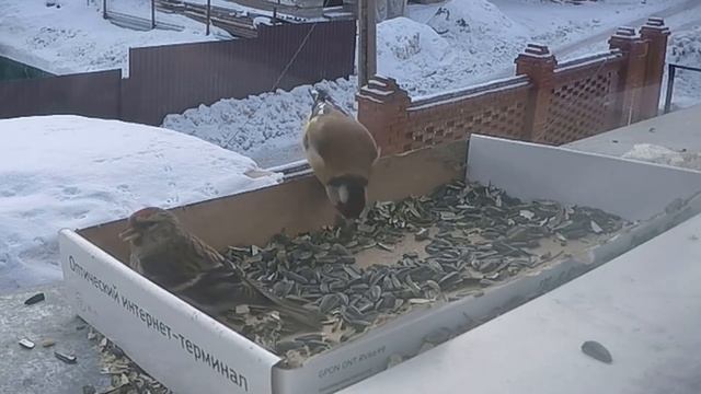 Кто будет главным у кормушки? Голоса птиц завораживают. смотреть онлайн