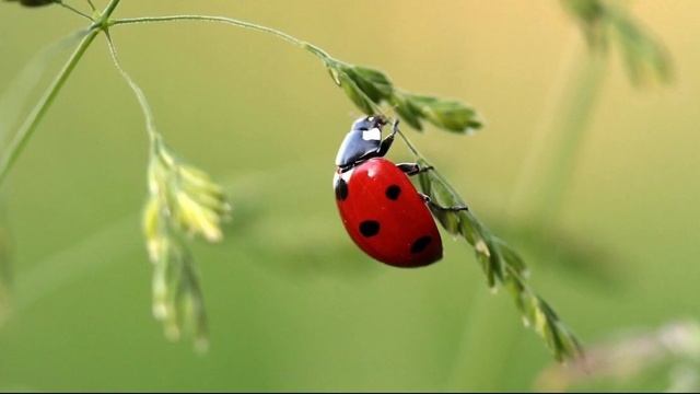 Toys Farm - Insects and Animsls Toys for Kids | Spider Zuru Robo Alive смотреть онлайн