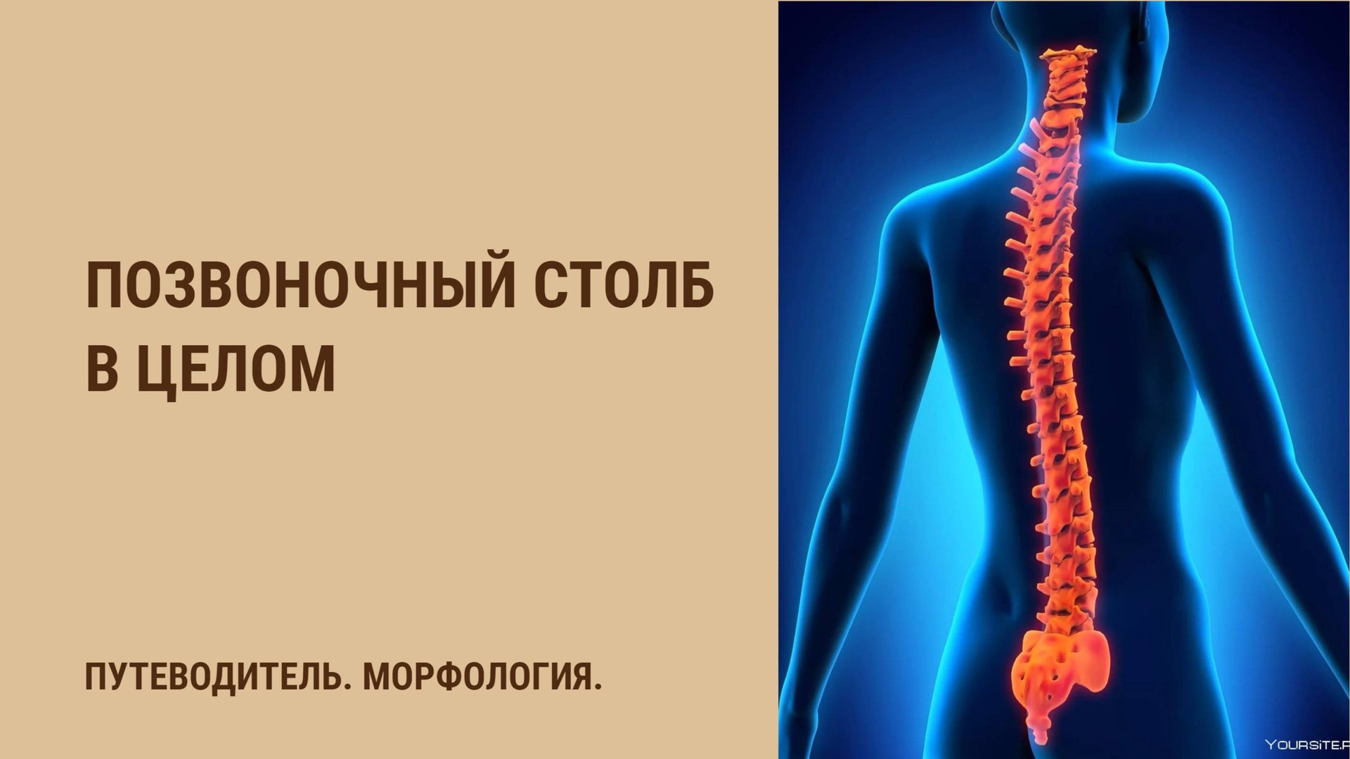 Позвоночный столб в целом смотреть онлайн