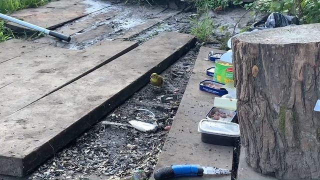 Трясогузка/Желтая трясогузка на рыбалке смотреть онлайн