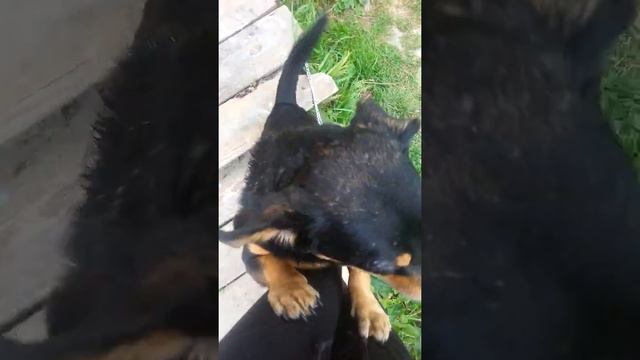 (Смотреть со звуком) Собаку наказали смотреть онлайн