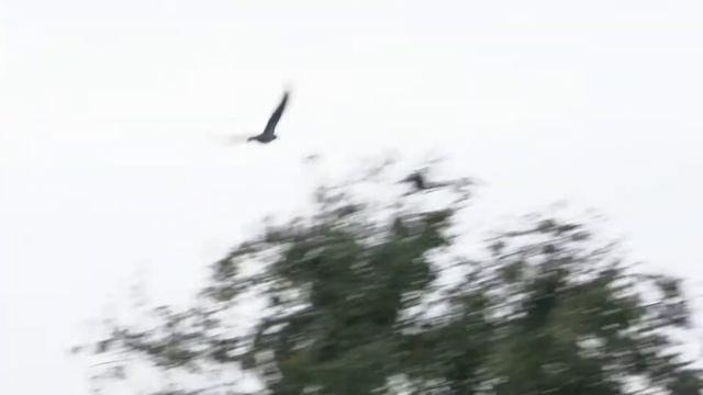 Охота на бакланов и ворон 17.09.2020 смотреть онлайн