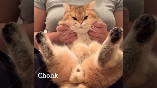 Golden British Shorthair #03 | Maple Cat | This Is Cat