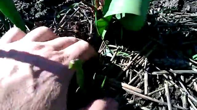 Виноград. Были холодные ночи.Обзор на сегодня. смотреть онлайн