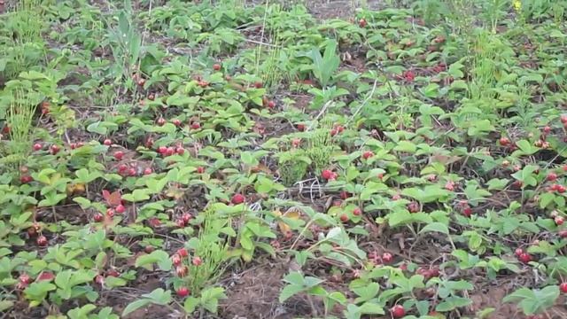 так растет ягода в Иркутской области, Качугский р он село Залог смотреть онлайн