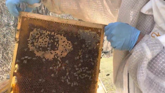 Bee yard layens hive’s first evaluation of 2023 #layens #hive #beekeeping смотреть онлайн