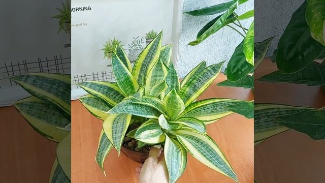 Пора делить? #Сансевиерия Ханни Голд?Желтые #цветы ?Щучий хвост?Тещин язык? #растения #shorts смотреть онлайн