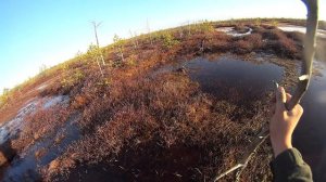 Охота на гуся в ХМАО 2016