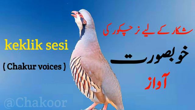 Keklik sesi huzurdur | partridge sound | зBYK Kуpопатки | sawt alhajal | #keklik sesi #حجل @Chakoor смотреть онлайн